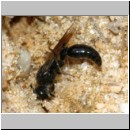 Tiphia femorata - Rollwespe m01 8mm Teverener Heide.jpg